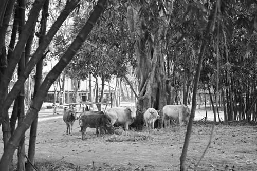 Sundarban Health Centre + Storm Shelter